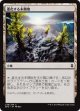 【日本語版】進化する未開地/Evolving Wilds