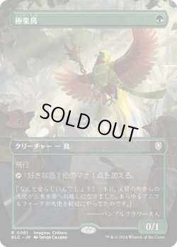 画像1: 【ボーダーレス】【日本語版】極楽鳥/Birds of Paradise