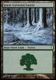 【日本語版】冠雪の森/Snow-Covered Forest