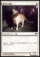 【日本語版】聖所の猫/Sanctuary Cat