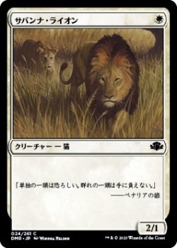 画像1: 【日本語版】サバンナ・ライオン/Savannah Lions