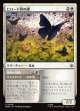 【日本語版】ビロード羽の蝶/驚嘆の凝視/Velvetwing Butterflies/Gaze in Wonder