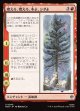 【日本語版】燃えろ、燃えろ、木よ、シダよ/Burn, Burn, Tree and Fern