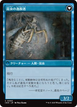画像2: 【日本語版】秘密を掘り下げる者/昆虫の逸脱者/Delver of Secrets/Insectile Aberration