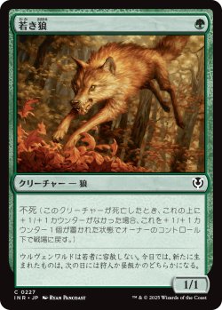 画像1: 【日本語版】若き狼/Young Wolf
