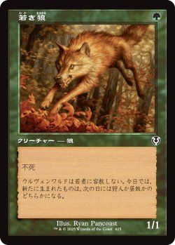 画像1: 【旧枠】【日本語版】若き狼/Young Wolf