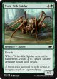 『英語版』双子絹蜘蛛/Twin-Silk Spider