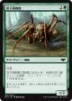 【日本語版】双子絹蜘蛛/Twin-Silk Spider