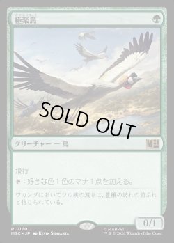画像1: 【日本語版】極楽鳥/Birds of Paradise