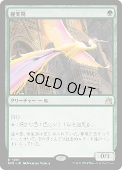 画像1: 【日本語版】極楽鳥/Birds of Paradise