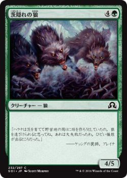 画像1: 【日本語版】茨隠れの狼/Thornhide Wolves