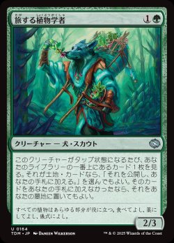 画像1: 【日本語版】旅する植物学者/Traveling Botanist