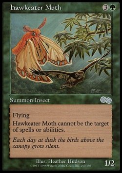 画像1: 『英語版』鷹喰い蛾/Hawkeater Moth