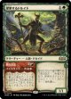 【ショーケース】【日本語版】探索するドルイド/Questing Druid