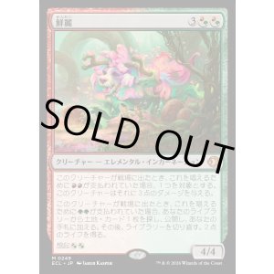 画像: 【Foil】【日本語版】鮮麗/Vibrance