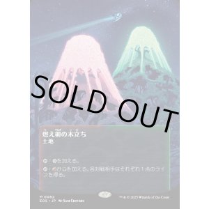 画像: 【Foil】【星景ポスター】【日本語版】燃え柳の木立ち/Grove of the Burnwillows