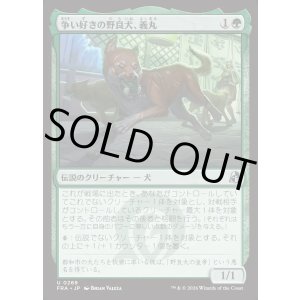 画像: 【日本語版】争い好きの野良犬、義丸/Yoshimaru, Scrappy Stray
