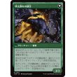 画像2: 【Foil】【日本語版】アヴァブルックの町長/吠え群れの頭目/Mayor of Avabruck/Howlpack Alpha (2)