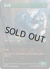 画像: 【Foil】【ボーダーレス】【日本語版】若き狼/Young Wolf