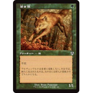画像: 【旧枠】【日本語版】若き狼/Young Wolf