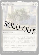 画像: 【Foil】【日本語版】白の木に花開く/Flowering of the White Tree