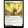 画像1: 【Foil】【日本語版】剃刀草の待ち伏せ/剃刀草の原野/Razorgrass Ambush/Razorgrass Field (1)