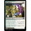 画像1: 【Foil】【日本語版】収穫の力/収穫の安息地/Strength of the Harvest/Haven of the Harvest (1)