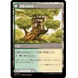 画像2: 【Foil】【日本語版】収穫の力/収穫の安息地/Strength of the Harvest/Haven of the Harvest (2)