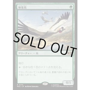 画像: 【日本語版】極楽鳥/Birds of Paradise