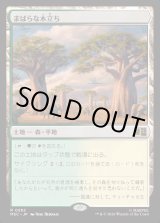 画像: 【Foil】【日本語版】まばらな木立ち/Scattered Groves