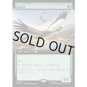 画像: 【日本語版】【拡張枠】極楽鳥/Birds of Paradise