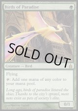 画像: 【日本語版】極楽鳥/Birds of Paradise
