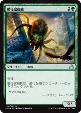 画像: 【日本語版】鬱後家蜘蛛/Gloomwidow