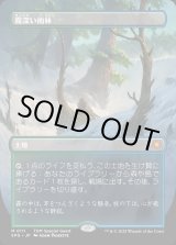 画像: 【Foil】【ボーダーレス】【日本語版】霧深い雨林/Misty Rainforest