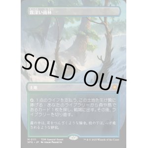画像: 【Foil】【ボーダーレス】【日本語版】霧深い雨林/Misty Rainforest