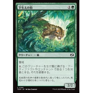 画像: 【日本語版】下生えの豹/Undergrowth Leopard