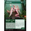 画像2: 【リバーシブル・ボーダーレス】【日本語版】咲蔦森の執政+縄張りの要求/Bloomvine Regent  + Claim Territory (2)