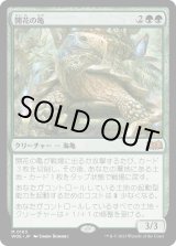 画像: 【日本語版】開花の亀/Blossoming Tortoise