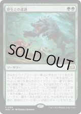 画像: 【Foil】【日本語版】野生との遭遇/Feral Encounter