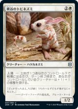 画像: 【日本語版】峡谷のトビネズミ/Canyon Jerboa