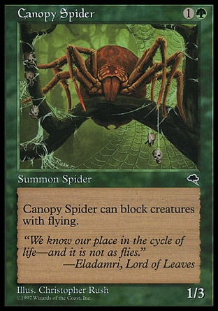 画像1: 『英語版』梢の蜘蛛/Canopy Spider (1)