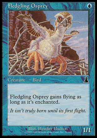 画像1: 『英語版』巣立つミサゴ/Fledgling Osprey (1)